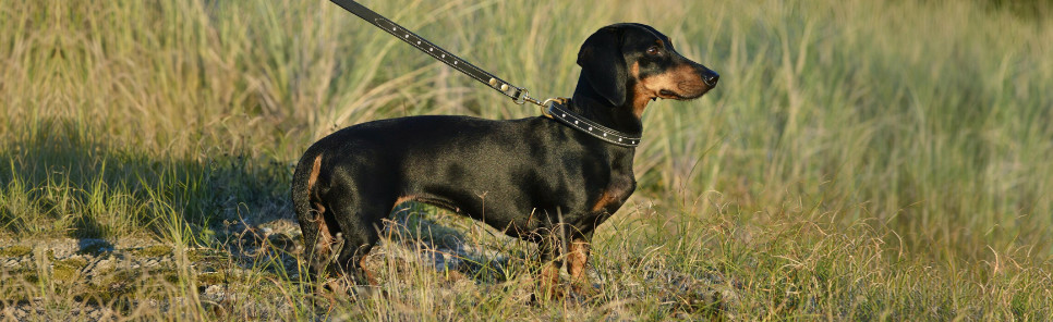 Hund mit Leine STAR und Halsung STAR Hund mit Leine STAR und Halsung STAR