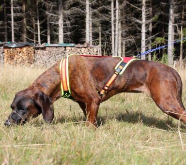 Dog Harness "FOLLOW TRAIL"