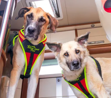 Dog Harness FOLLOW "Sport Plus"