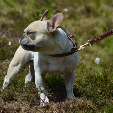 Halsung "STAR" Braun