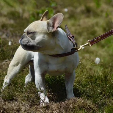 Halsung "STAR" Braun