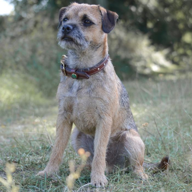 Halsung "STAR" Braun