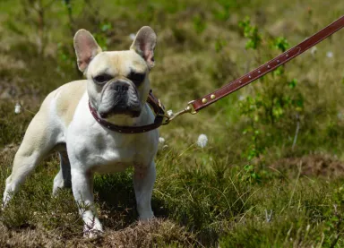 Lederleine "STAR" Braun