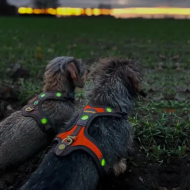 Dog Harness FOLLOW "Light" LICHTBLICK Orange-Brown