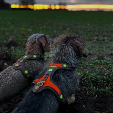 Hundeführgeschirr FOLLOW "Light" LICHTBLICK Braun   NEU