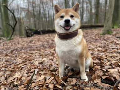 Collar "FASHION" Leather &nbsp;&nbsp;NEW