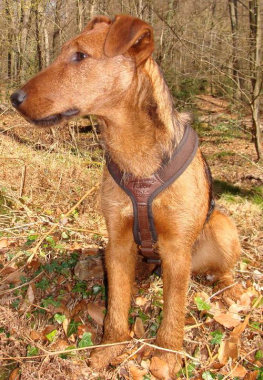 Hundeführgeschirr FOLLOW "Light" braun