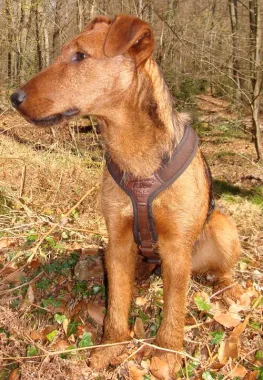 Hundeführgeschirr FOLLOW "Light" braun