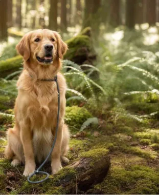 Retrieverleine BLITZ am Hund angelegt