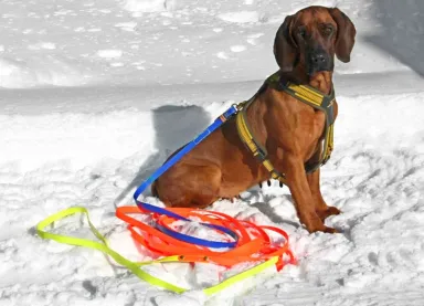 Biothane Schweissriemen TRACK