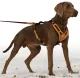 Dog Harness &ldquo;Mantrailing&rdquo;