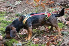 Hundeführgeschirr &bdquo;FOLLOW TRAIL“